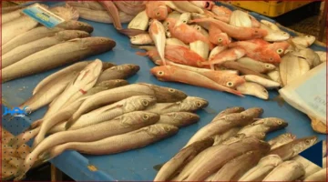 تراجع الأسعار.. انخفاض في البلطي والمكرونة مع صعود جديد لأسعار الكابوريا اليوم